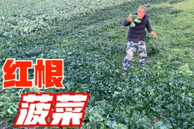 河南南阳：霜冻红根菠菜你喜欢吃吗？老家的味道，看着太诱人了视频封面