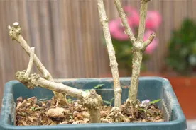 茉莉花换盆不发新芽，喂一杯水，打破僵芽，新芽长满枝视频封面