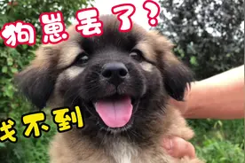 小狗崽找不到了，狗妈妈急忙去寻找，又是小花惹得祸视频封面