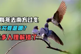 燕子每年都去南方过冬，“南方”究竟是哪？可能很多人都理解错了视频封面