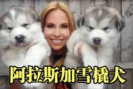 越庞大的狗狗小时候越可爱？出生4周的小阿拉斯加，让人爱不释手视频封面