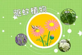 夏天可以防蚊虫的植物有哪些