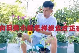 怎样正确给向日葵小苗换盆，这样操作很简单，换一盆活一盆视频封面