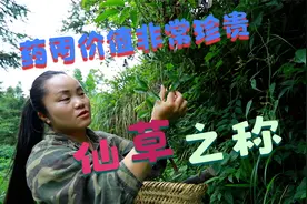 有名中药材"威灵仙"，别名老虎须，药用价值非常珍贵有"仙草"之称视频封面