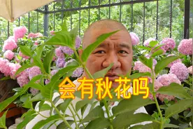 绣球花“粉色落跑新娘”春季没开花，秋天还能不能开一波？视频封面