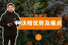 广西种植沃柑的优势和劣势分享（上）视频封面