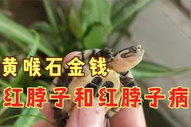 黄喉拟水龟红脖子病怎么治？小青龟红脖子和红脖子病的区别方法