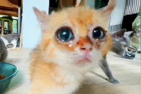 不忍看！成都猫咖半月无人管天堂变地狱视频封面