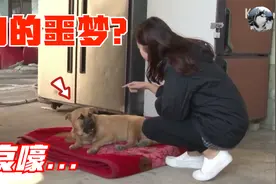 狗狗刚入睡就“哀嚎”，像梦魇一样缠着它，最后让人很暖心视频封面