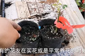 月季枝条断了还能养活吗？可以尝试这样去操作，效果不错视频封面