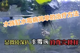水族缸里的甲鱼长水霉了，显微镜看看水霉的样子，水霉病治疗预防视频封面