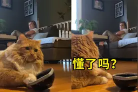 干饭喵！美国一只橘猫一饿就敲碗“要饭”，网友：瞧把孩子瘦的视频封面