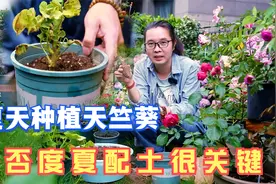 要想夏天网购的大花重瓣天竺葵上盆缓苗快安全度夏，配土很关键视频封面