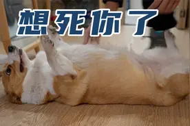 20多天没回家，狗狗见我的反应让人暖心，但猫挺让人寒心的视频封面