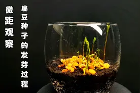 微距观察-扁豆种子的视频封面