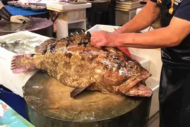 市场到货30斤的老虎斑，一条上万元，切开后买主哭了：真是血亏！