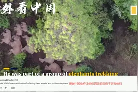 云南北上象群火遍世界，国外网友评论赞中国政府保护大象和村民视频封面