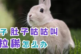 兔子肚子咕咕叫拉稀怎么办视频封面