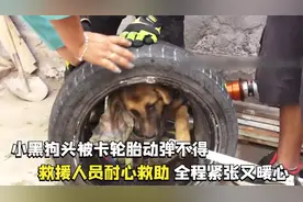 小黑狗头被卡轮胎动弹不得，救援人员耐心救助，全程紧张又暖心视频封面