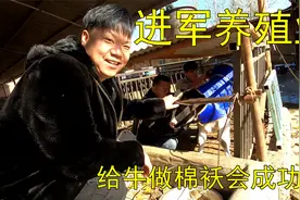 35岁小伙进军养殖业，去养牛专业户推销牛犊马甲，大哥：绝对靠谱视频封面