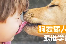 狗为什么喜欢舔主人的嘴？既是野狼留下的本能，也是人类的习惯视频封面