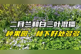 二月兰和白三叶混播种果园，好处多，观赏性高，还可以抑制杂草视频封面
