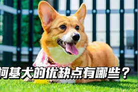 柯基犬的优缺点有哪些？视频封面