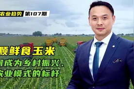 一颗鲜食玉米，如何成为全国乡村振兴、新农业模式的标杆视频封面