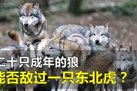 一爪拍碎汽车挡风玻璃的东北虎，能否敌过二十只成年狼？视频封面