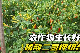 怎样才能让磷酸二氢钾发挥到极致，三个见效快的黄金组合，看看