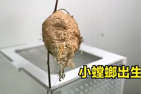 螳螂出生过程记录