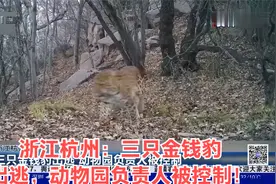 浙江杭州：三只金钱豹出逃，动物园负责人被控制！视频封面