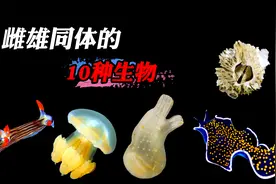 10种雌雄同体的生物，自己和自己交配和繁衍是一种什么体验？视频封面
