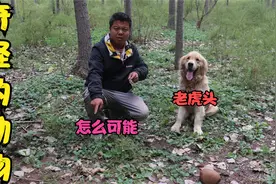 金毛在树林发现貌似老虎的尸体，牙齿锋利样子凶猛，这是啥动物？视频封面