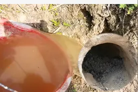 小伙用辣椒水灌老鼠洞，一桶辣椒水下去老鼠跳来跳去，太精彩了视频封面