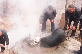 这样的黑猪肉现在市场上很难买买得到，估计多少钱一斤？视频封面