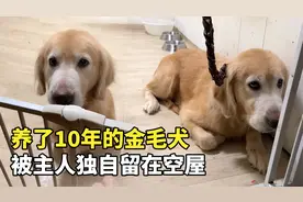 养了10年的金毛犬，被主人留在空屋看家，被带走时它满眼不舍视频封面