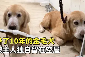 养了10年的金毛犬，被主人留在空屋看家，被带走时它满眼不舍视频封面