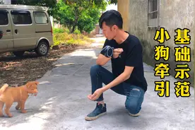 小土狗第一次上牵引绳，在它兴奋的时候，我们该如何正确引导它视频封面