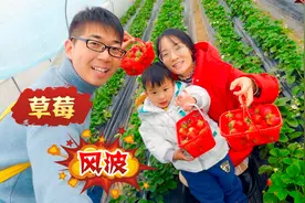 隔夜草莓还能吃吗？奶爸为老婆孩子拼尽全力挽回局面，能成功吗视频封面