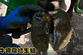 奶牛牛蹄腐烂生蛆，牛师傅耐心医治，结局令人满意！视频封面