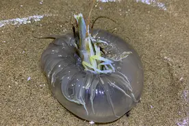 全新海域深夜赶海发现大海螺吃大纹旮，还挖到了巴掌大的海老鼠视频封面