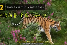 小朋友双语科普 老虎  Facts About Tiger视频封面