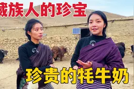 谁说藏族年轻人不工作？牧民在家养牦牛，靠牦牛奶就能月入上万！视频封面