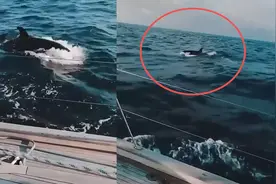 30头虎鲸围剿游艇2小时 实拍：跃出水面露背鳍 猛击船身撕咬尾舵视频封面