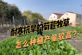 养猪的高产牧草，菊苣的种植方法，记住这一点，每年产10吨鲜草视频封面