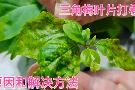 三角梅叶片卷曲有褶皱，除了根系受损和肥害外，还有另一种原因！视频封面