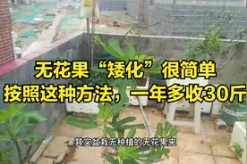 无花果“矮化”很简单，按照这种方法，一年多收30斤视频封面