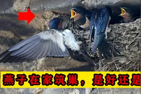 为何燕子喜欢在人类屋檐下筑巢？燕子来家里搭窝，是好还是坏？视频封面