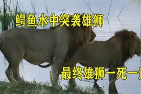鳄鱼突袭渡河的雄狮，一番激战后，雄狮一死一逃视频封面